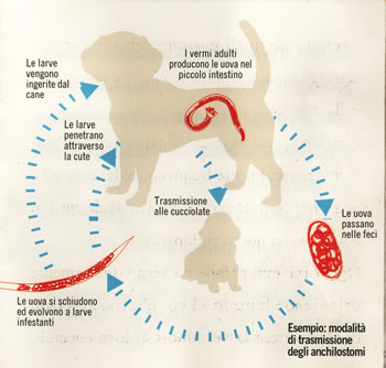 Ciclo riproduttivo verminosi canina